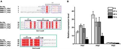 The RNA Chaperone Protein Hfq Regulates the Characteristic Sporulation and Insecticidal Activity of Bacillus thuringiensis